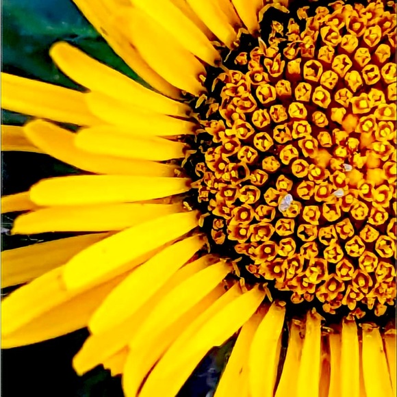 Meet your Posher, Heather - Picture 1 of 1